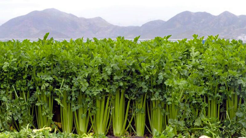 Celery farming
