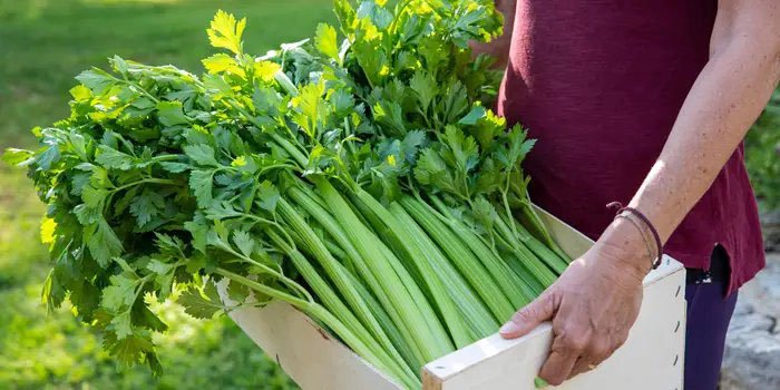 Celery stalks in a box