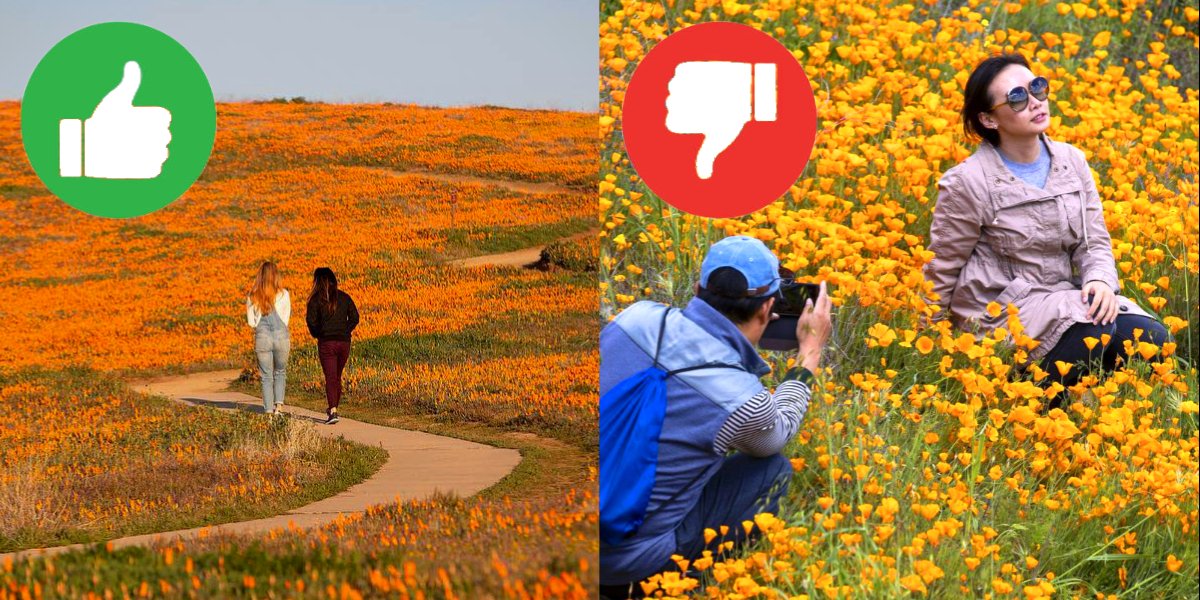 Do and Dont Do Super Bloom