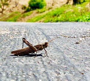 Earth Day grasshopper on road
