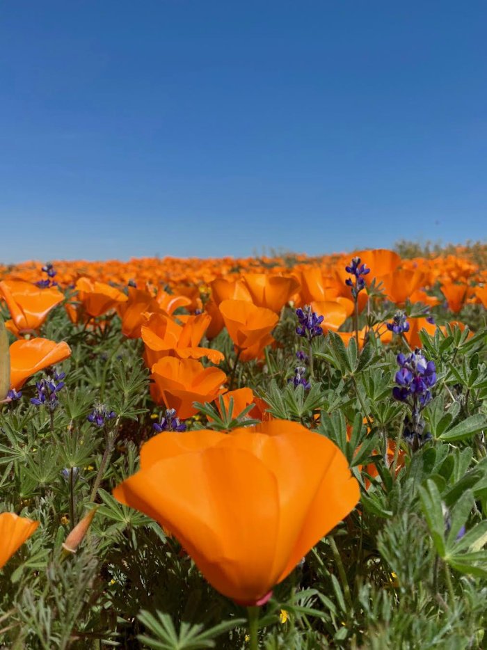 Super Bloom poppies and sky