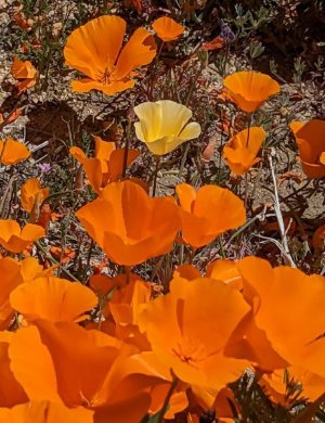 Super Bloom single yellow poppy in orange field