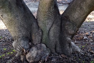ancient fig tree feet
