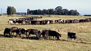 drought-cattle